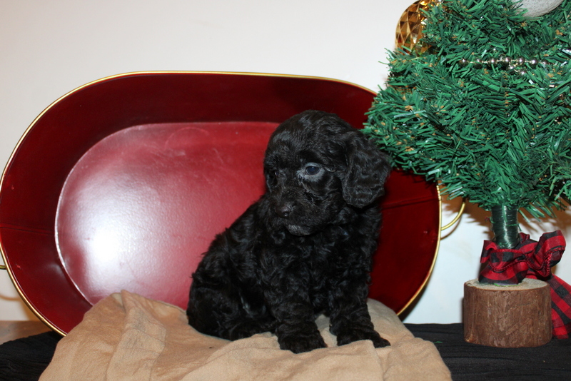 puppy, for, sale, Cava-Poo, Matthew B. Stoltzfus, dog, breeder, Gap, PA, dog-breeder, puppy-for-sale, forsale, nearby, find, puppyfind, locator, puppylocator, aca